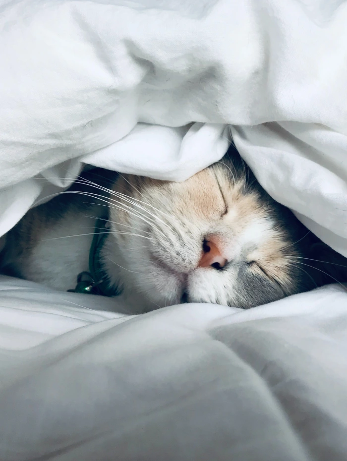 Chat qui dort, heureux
